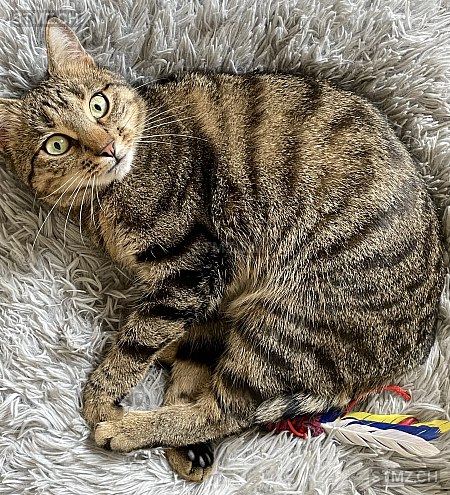Sam — Hauskatze ♀, Missing since 24.04.2026, Thun (BE)