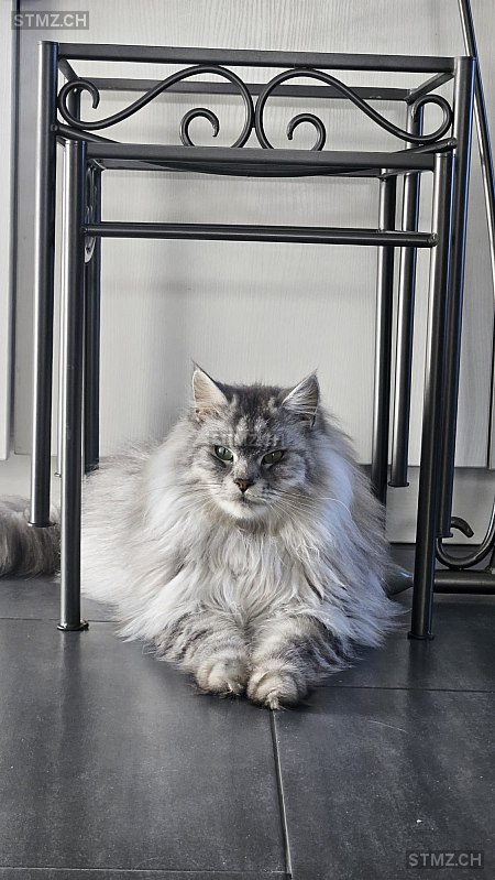 Whiskey — Hauskatze ♂, Missing since 26.04.2026, Riaz (FR)