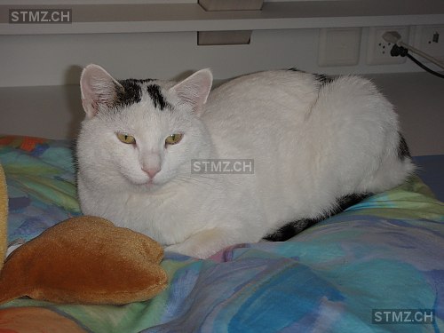 Gähn — Hauskatze ♂, Vermisst seit 18.04.2017, Zürich (ZH)