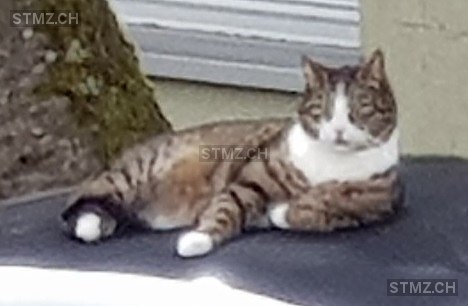 Vermisste Katzen #160029 — Hauskatze ♂, Vermisst seit ?, Dübendorf (ZH)