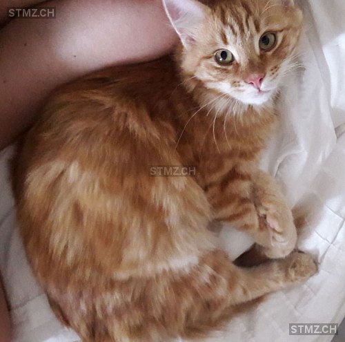 Claudius — Norwegische Waldkatze ♂, Vermisst seit 17.06.2018, Obfelden (ZH)