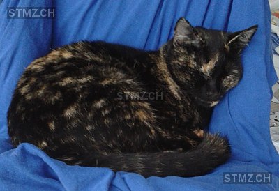 Lady Chätterli — Hauskatze ♀, Vermisst seit 24.04.2015, Hirschthal (AG)