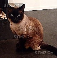 Grigri — Siamkatze ♂, Vermisst seit 05.02.2014, Schliern bei Köniz (BE)