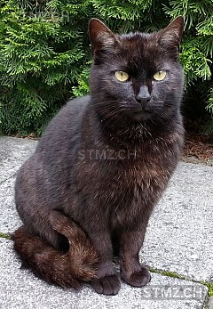 Meldung-Nr. 99'136: Gefunden Katze in 8450 Andelfingen