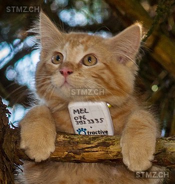 MEL — Norwegische Waldkatze ♂, Vermisst seit 13.01.2019, Rotkreuz (ZG)