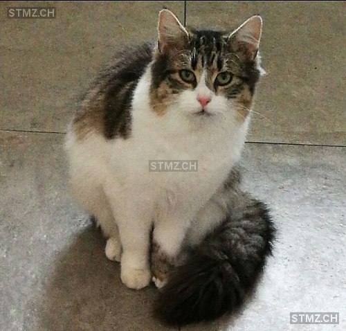 Milo — Hauskatze ♂, Vermisst seit 30.05.2018, Rothrist (AG)