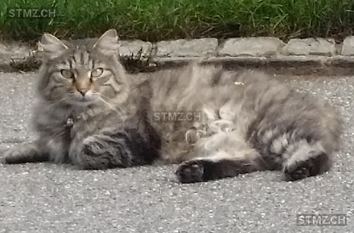 Kate — Norwegische Waldkatze ♀, Vermisst seit 30.07.2018, Dulliken (SO)