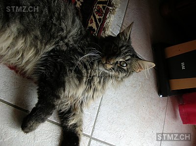 Din — Norwegische Waldkatze ♂, Vermisst seit 19.10.2015, Salavaux (VD)