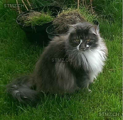 Joya — Maine Coon ♀, Vermisst seit 01.09.2015, Grindel (SO)