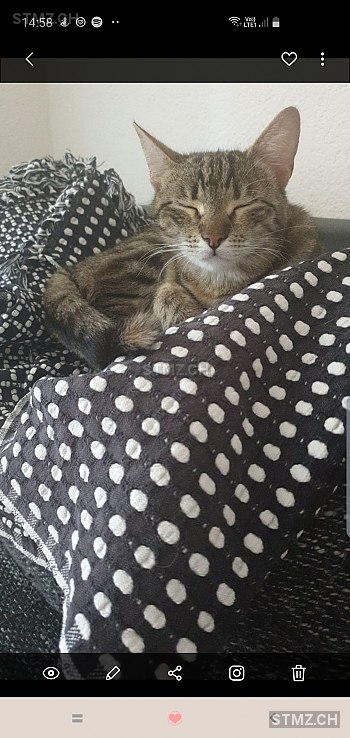 Julia — Hauskatze ♀, Vermisst seit 25.05.2019, Zürich (ZH)