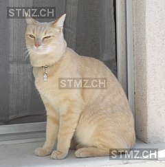 Eden — Hauskatze ♂, Vermisst seit 11.09.2015, Corsier-sur-Vevey (VD)