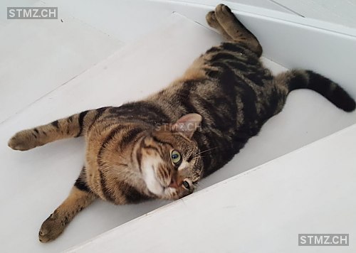 Möckli — Hauskatze ♂, Vermisst seit 07.03.2019, Kaltbrunn (SG)