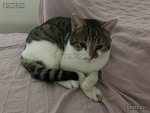 Leon — Bengalen ♂, Vermisst seit 11.09.2018, Staufen (AG)