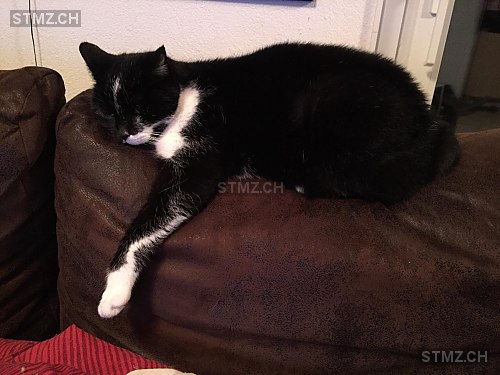 Pfüdi — Hauskatze ♀, Vermisst seit 14.06.2019, Küttigen (AG)