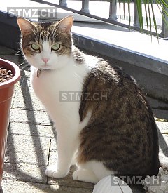 Nala — Hauskatze ♀, Vermisst seit 22.09.2015, Uitikon Waldegg (ZH)