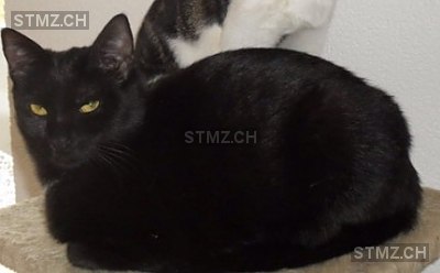 Gucci — Hauskatze ♀, Vermisst seit 20.10.2015, Hefenhofen (TG)