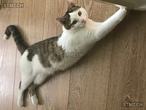 Nala — Hauskatze ♀, Vermisst seit 09.06.2019, Grellingen (BL)