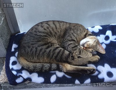 Mephisto — Hauskatze ♂, Vermisst seit 29.09.2016, Wiesendangen (ZH)