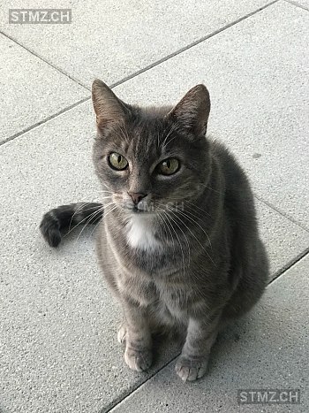 Smoky — Hauskatze ♀, Vermisst seit 24.08.2018, Bazenheid (SG)